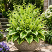 View 🔥LAST DAY SALE 49% OFF-🏠🤗 Peacock Flame Hosta Seeds💥 Stunning Colors That Brighten Any Space image 6