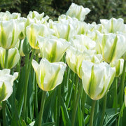 View Spring Green Tulip Seeds image 1