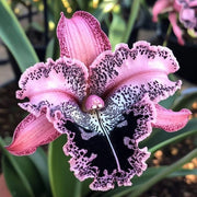 View 🦋Iris butterfly seeds image 6