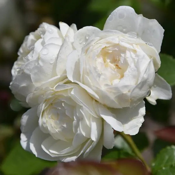 🌹[REPEATED FLOWERING]🌹CLIMBING ROSE SEEDS - HAPPINESS INCREASES