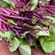 View Beetroot Under The Snow Seeds image 3