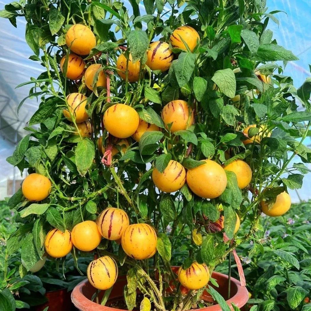 Pepino melon seeds, melon pear or sweet cucumber exotic fruit, ginseng fruit seeds