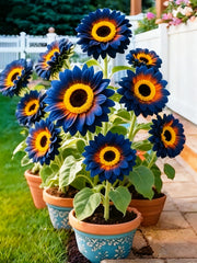 View 🌌🔥 Blue Flame Sunflower Seeds – The Rarest Sunflower You'll Ever Grow! 🌻 image 1