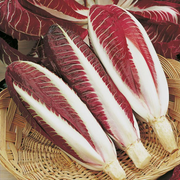 View European Chicory Seeds image 1