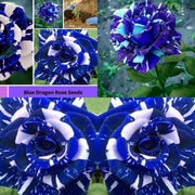View Blue Dragon Rose Seeds image 2