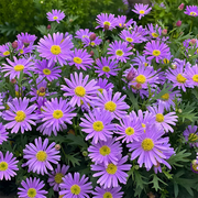View 🌼Pest Killer: Pyrethrum Daisy Seeds image 3