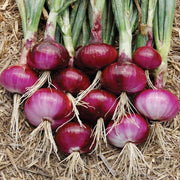 View Purple Fruit Onion Vegetable Seeds image 1