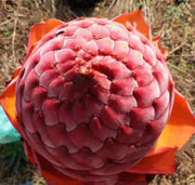 View Golden Red Lotus Seeds: Embrace Tranquility with Every Bloom 🌸 image 6