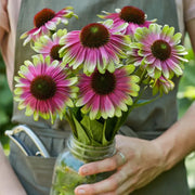 View Echinacea, Sweet Sandia image 1