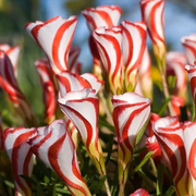 View CANDY CANE OXALIS VERSICOLOR PLANT SEEDS image 1