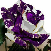 View Twin rose seeds (high quality version) image 5