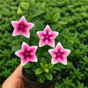 View ⭐ Hoya Bulbs – Exotic Beauty that Lasts Indoors & Out⭐ image 4