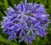 View Agapanthus africanus 'Black Buddhist' image 4