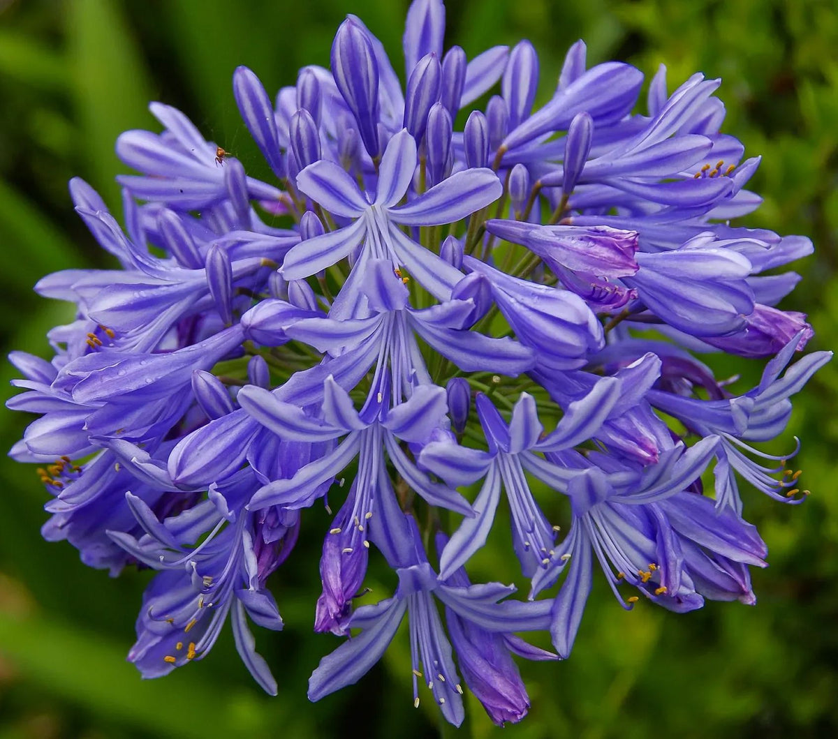 Agapanthus africanus 'Black Buddhist'