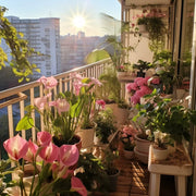 View Calla Lily Bulbs – The Magical Bloom That Never Fails image 5