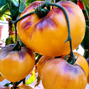View Sgt. Pepper's Tomatoes Seeds - Heirloom image 4