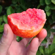View Guava Seeds--The Beauty Of Winter❄️ image 2