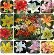 View Perfume Liliy Seeds Flower Garden Plant image 3