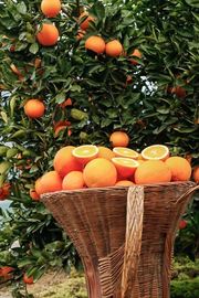 View 🍊Red Tangerine Seeds-Sweet, Juicy, Abundant Harvests image 5