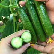 View Thorn-less Mini Cucumber Seeds image 1