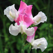 View 💐Multi Color Sweet Pea Flower Seeds image 4