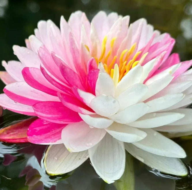 🌸[7 days germination]Last Day Sale - 50% OFF💐The Sacred Bonsai Bowl Lotus Flower