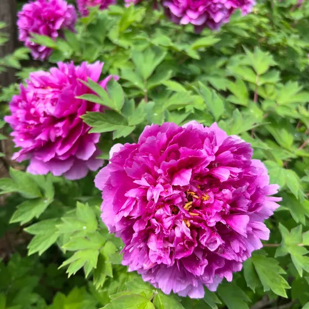 🌺PEONY FLOWER SEEDS