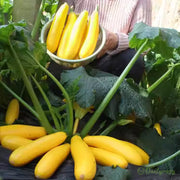 View Banana Zucchini - Golden Zucchini🌿Can be planted in all seasons image 2