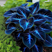 View 🌿 Rainbow Rare Hosta Flower Seeds🎁2025 Special Offer image 4