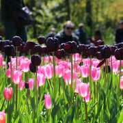 View Black Hero Tulip Seeds image 6