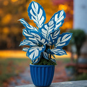 View Potted Alocasia Bulbs 🍃 image 3