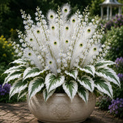 View 🔥LAST DAY SALE 49% OFF-🏠🤗 Peacock Flame Hosta Seeds💥 Stunning Colors That Brighten Any Space image 3