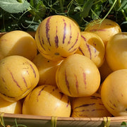 View Pepino melon seeds, melon pear or sweet cucumber exotic fruit, ginseng fruit seeds image 2