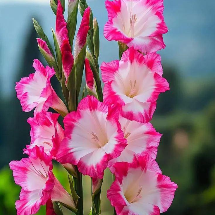 Blue Nebula Gladiolus Corms🌺