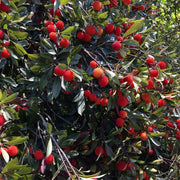 View Giant Bayberry: Ping-Pong Ball Size, ⭐Strawberry-Cherry Fusion Flavor image 6