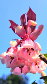 View Rare Tuberose Enkianthus Seeds image 3