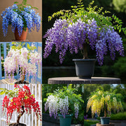 View 🇺🇸 Celebrate America’s 250th with Red, White & Blue Wisteria Seeds 🌸 image 5