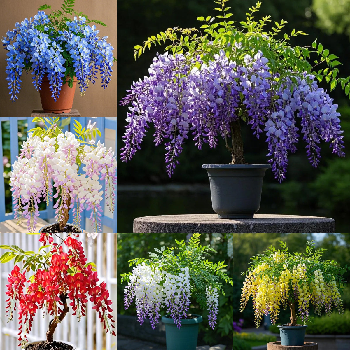 🇺🇸 Celebrate America’s 250th with Red, White & Blue Wisteria Seeds 🌸