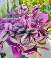 View Tradescantia 'Nanouk' Seeds image 3