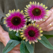 View Echinacea, Sweet Sandia image 2