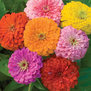 View Zinnia Seeds (California Giant ) – 100% Pure Heirloom Flower Seeds image 6
