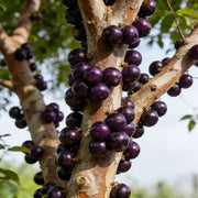 View Jaboticaba Exotic Fruit Plant Starter for Home Garden image 2