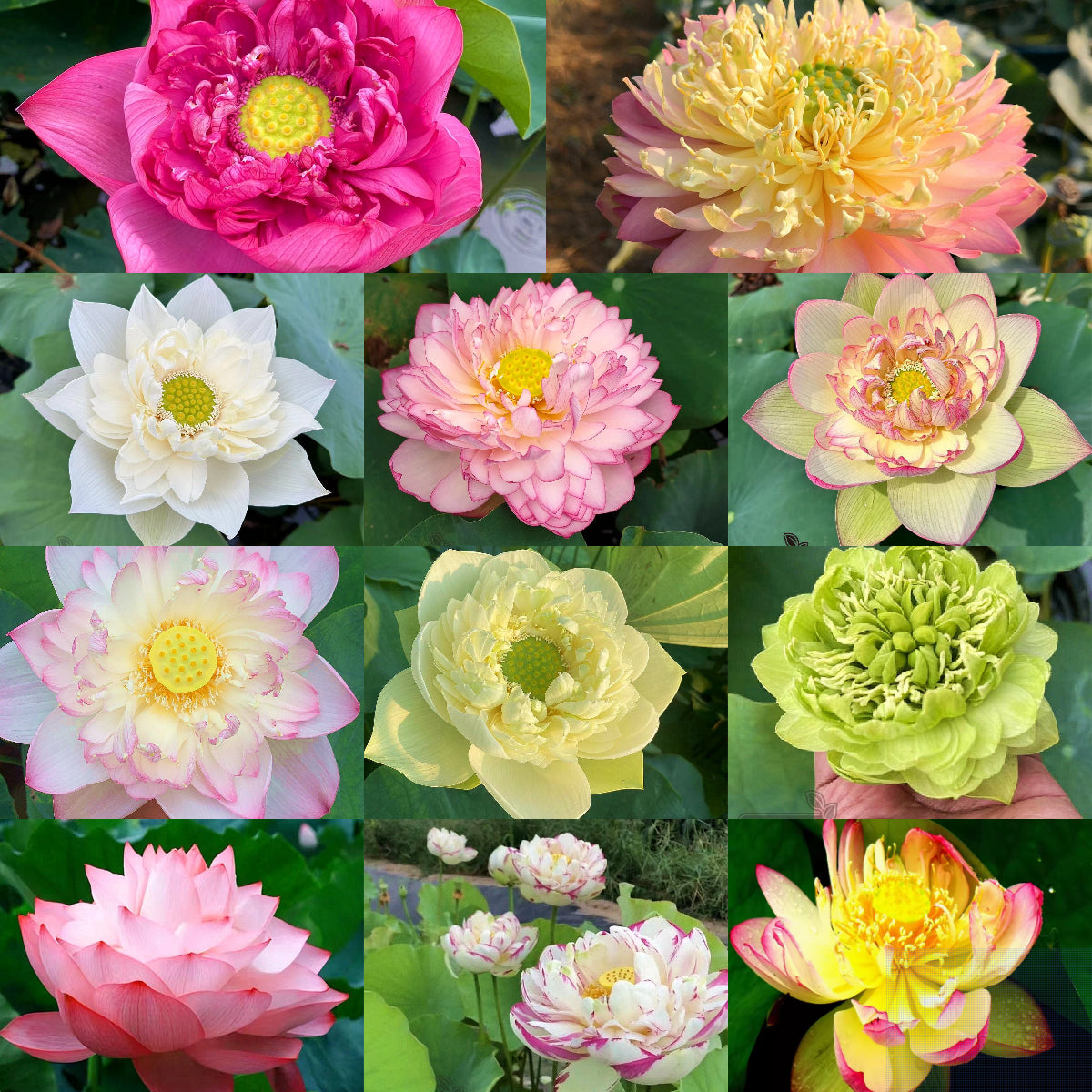 🪷Bonsai Double Lotus Seeds-Pure Heart
