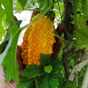 View Lai Grape Seeds for Garden Bitter Gourd Seeds image 5
