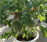 View 🍉Home Potted Ruby Watermelon Seeds image 3