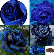 View Rare Black Blue Rose- Seeds image 3