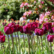 View Purple Tulip Flower Seeds image 2