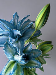 View Double-Blossom Lily image 3
