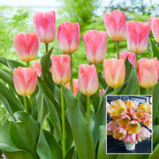 View Bonsai Rare Color Tulip Seeds #16 image 1