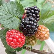 View Sweet Giant Blackberry Seeds image 6